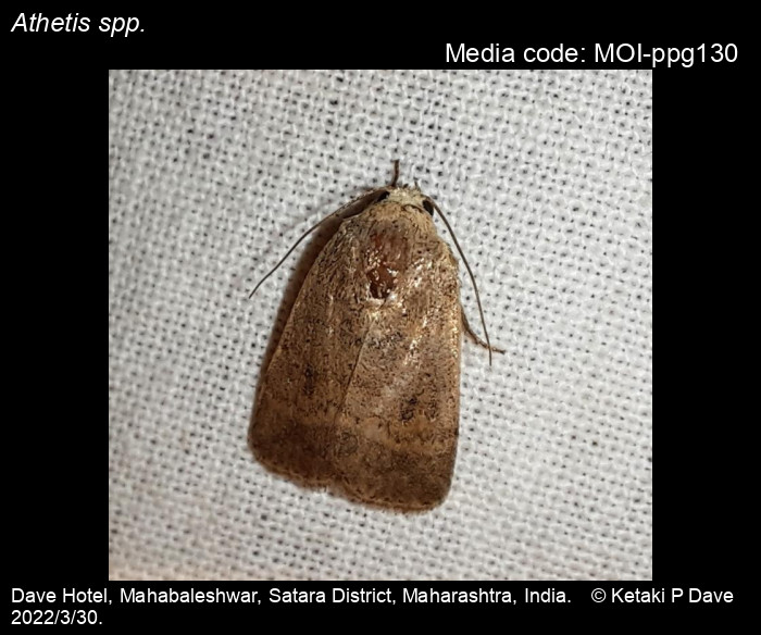 Athetis spp. Hübner, [1821] Moths